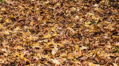 Foto d 'un tapis de feuilles de liquidambar aux couleurs vives on makro