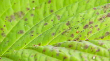 Fotoğraf d 'un arriere-plan d' une feuille de veine d 'hortensia en makro