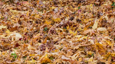 Fotoğraf d 'un tapis de feuilles de liquidambar isole pris en makro