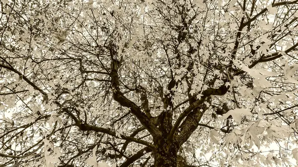Fotoğraf d 'un arbre de liquidambar pris en haut en makro avec style