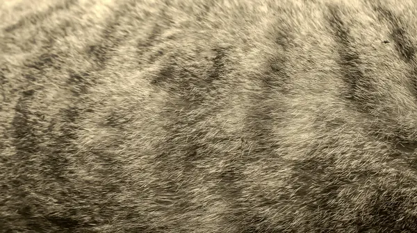 Fotoğraf d 'une dourrure de poils d' un chat prise in makro avec un style vintage