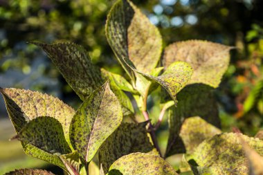 Fotoğraf de feuilles d 'hotensia sure un fond vert en makro