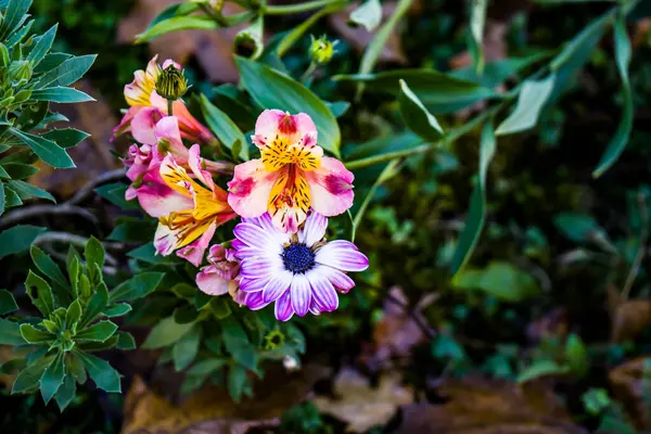 Fotoğraf d 'arriere-plan de fleurs de jardin prise on makro