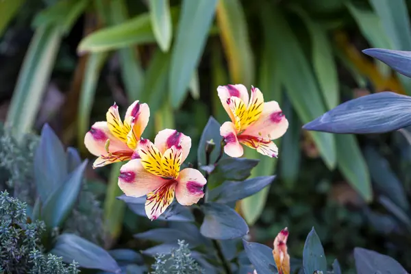 Fotoğraf d 'alstroemeria sur un fond vert prise in makro