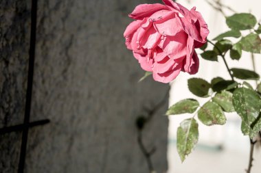 Fotoğraf: d 'une rose prise in makro sur un fond blanc