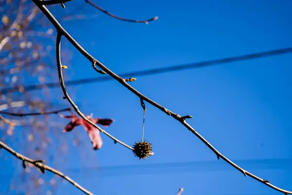 Fotoğraf d 'une branche de liquidambar avec a boule prise in makro sur fond bleu