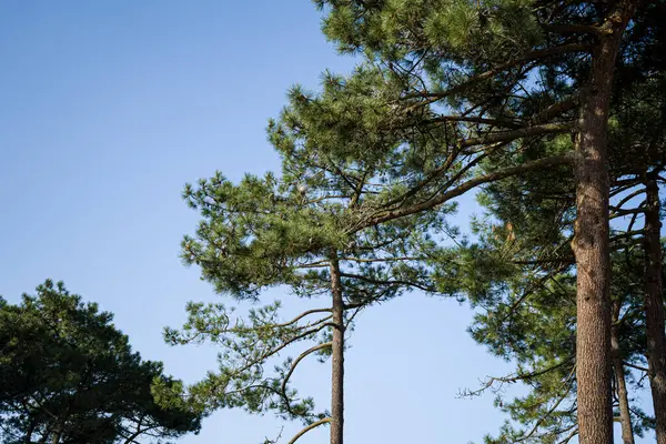 Fotoğraf de paysage de pines landais sur un fond bleu ensoleille pris en makro