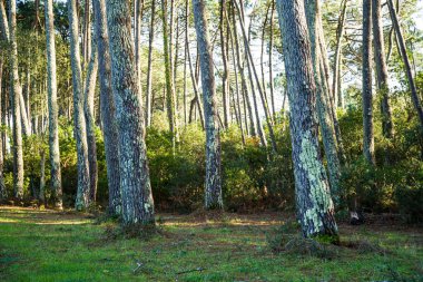 Fotoğraf d 'alignement de pinins pris en makro lors d' une gezinti güvertesi