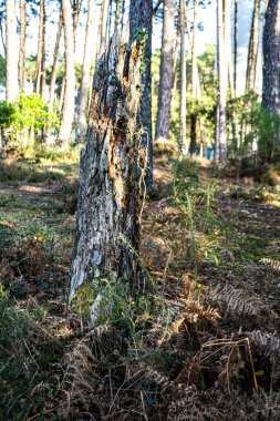 Fotoğraf d 'un tronc coupe dans une foret landaise pris en makro