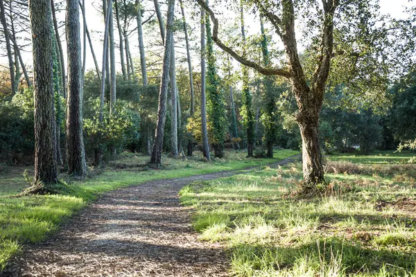 Fotoğraf d 'un arriere-plan d' un chemin landais pris en makro en automne