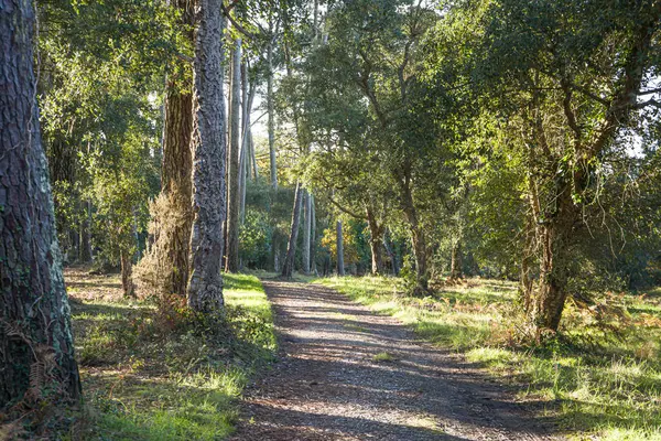 Fotoğraf d 'un chemin landais pris en makro lors d' une balade dans la foret