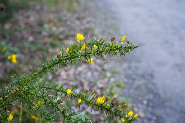 Fotoğraf d 'une branche d' ajonc pris en makro lors d 'une balade