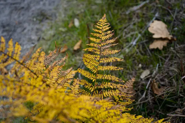 Fotoğraf: d 'un plan de fougere de couleur jaune pris en makro sou un fond vert
