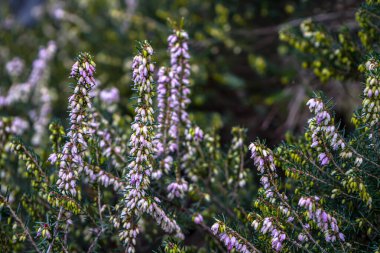 Fotoğraf d 'une bruyere de couleur violette prise in makro sure un fond vert