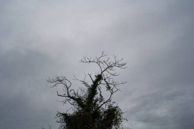 Photo d'un arbre de chataignier pris en macro sous un ciel gris nuageux clipart