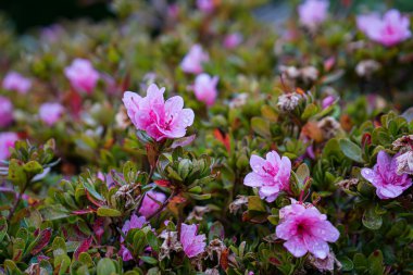 Fotoğraf: d 'un azalee de couleur rose pris on makro sure un fond vert