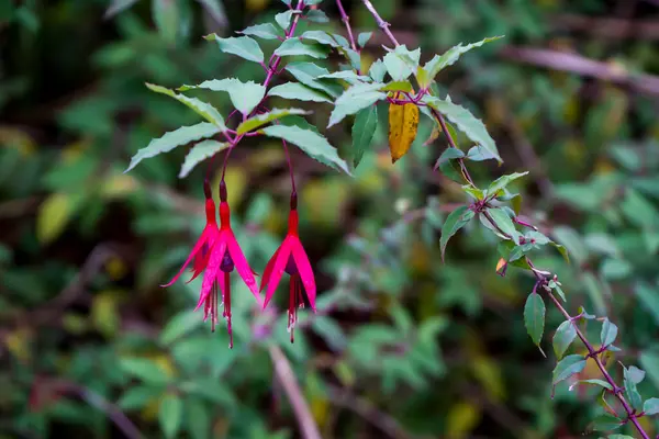 Fotoğraf de fleur de fuchsias de couleur ruge pris en makro sure un fond vert