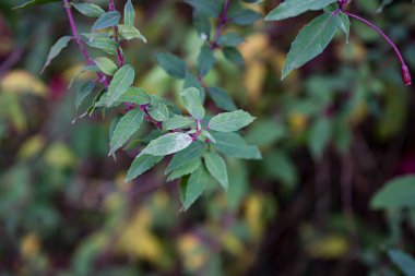 Fotoğraf: d 'une branche de fuchsia pris en makro sur un fond vert