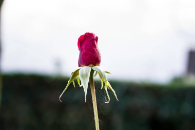 Fotoğraf d 'un bourgeon isole de rose pris en makro sure un fond vert