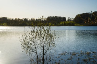 Fotoğraf: d 'un arbre pose dans l' eau lac de Gabas en Bearn part73
