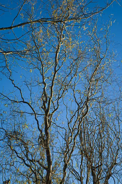 Fotoğraf: d 'un arbre de noisettier pris en makro au lac de Gabas part86