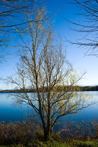 Fotoğraf: d 'un arbre de noisettier pris en makro au lac de Gabas part87