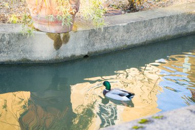 Photo d'un canard pris en macro au chateau de Garderes en Bearn clipart