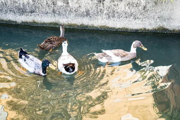 Foto d 'une famille de canards pris en makro au chateau Gaderes en Bearn