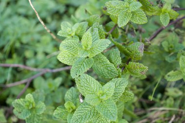 Fotoğraf de feuilles de menenes pris dans un jardin en makro