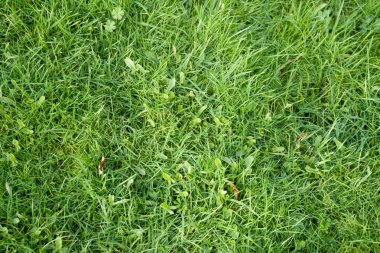 Fotoğraf d 'un joli carre d' herbe prise in makro dans un jardin