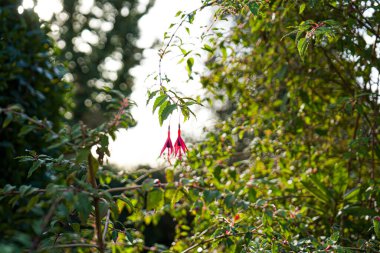 Fotoğraf de fleurs de fuschsias pris en makro dans un jardin sous un fond vert