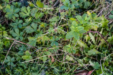 Fotoğraf de fleur de feuilles de menthe prise on makro sous un fond vert