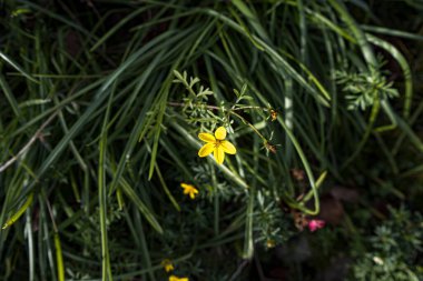 Fotoğraf d 'une fleur de bidens de couleur jaune isolee prise in makro sous fond vert