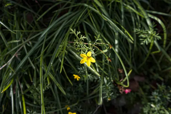 Fotoğraf d 'une fleur de bidens de couleur jaune isolee prise in makro sous fond vert