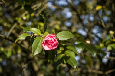 Fotoğraf d 'une fleur de camelia seul prise in makro sous un fond vert