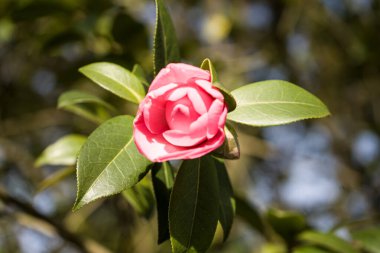 Fotoğraf: d 'une jolie fleur de camelia isolee prise in makro sous un fond vert