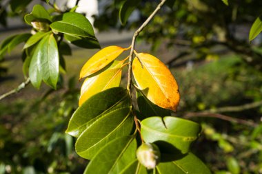 Fotoğraf d 'une tige de feuilles de camelia pris en makro sous fond vert