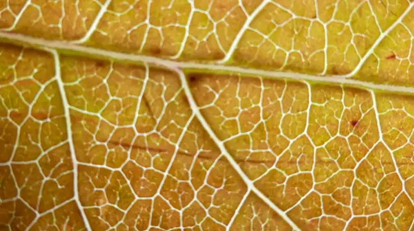 Foto de joines veines de liquidambar aux couleurs jaunes prises en makro