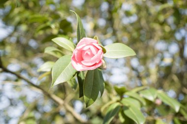 Photo d'une belle fleur de camelia prise sur un fond vert en macro clipart