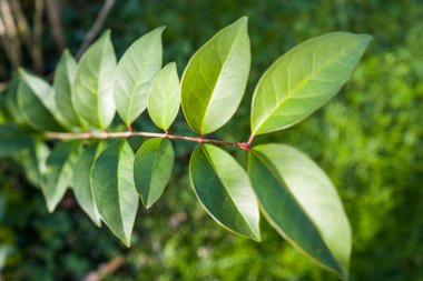 Fotoğraf d 'une belle branche de feuilles de millepertuis prise in makro sure fond vert