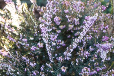 Fotoğraf: d 'un buisson de bruyere ensoleille pris en makro sure un fond vert