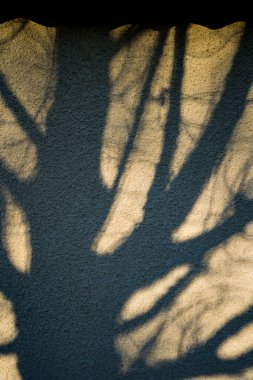 Photo d'un portrait d'une ombre d'un arbre sur un mur pris en macro sur un fond blanc clipart