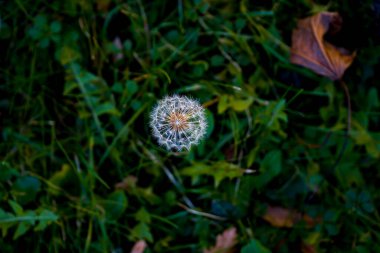 Fotoğraf: Jolie tige de fleur de pissenlit prise in makro sure un fond vert