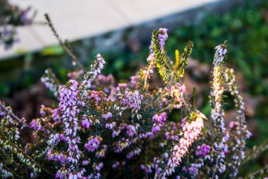 Fotoğraf d 'une plante de bruyere isolprise in makro sure un fond vert