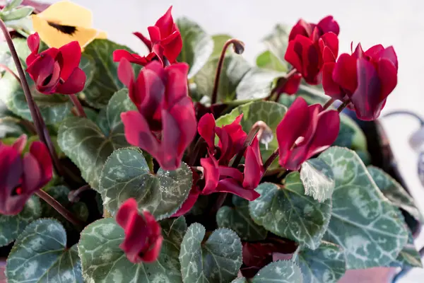 Fotoğraf de fleurs de cyclamen de couleur riuge isolees pris en makro