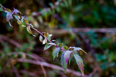 Fotoğraf d 'une branche isolee de fuchsia prise in makro sur un fond vert