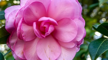 Fotoğraf d 'un coeur d' une fleur de camelia pris en makro sure un fond vert