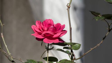 Photo d'une fleur de rose seule prise en macro sur un fond vert clipart