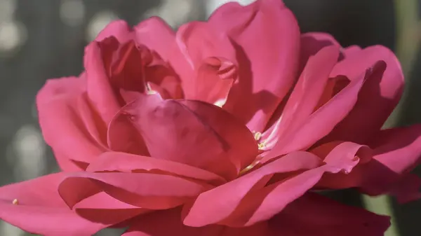 Fotoğraf d 'un zoom d' une fleur isolee d 'une rose sure unfond vert