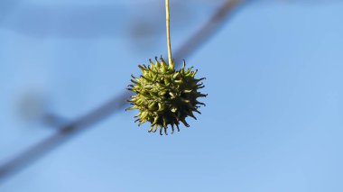 Photo d'une boule de liquidambar isolee prise en macro sur un fond ciel bleu clipart